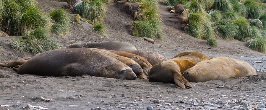 Falkland Islands – South Georgia – Elephant Island – Antarctica – de Zuidpoolcirkel